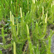 Portraitfoto Lycopodium annotinum