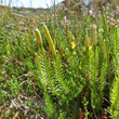 Habitusfoto Lycopodium annotinum