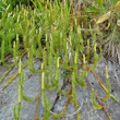 Foto von Besonderheit Lycopodium annotinum