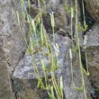 Portraitfoto Lycopodium clavatum