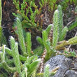 Blätterfoto Lycopodium clavatum