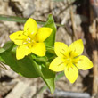 Portraitfoto Lysimachia nemorum