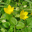 Portraitfoto Lysimachia nummularia