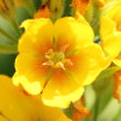 Portraitfoto Lysimachia punctata