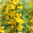 Blütenfoto Lysimachia punctata