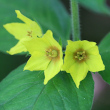 Portraitfoto Lysimachia punctata