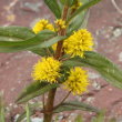 Portraitfoto Lysimachia thyrsiflora