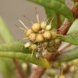 Fruchtfoto Lysimachia thyrsiflora