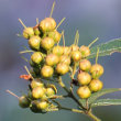 Fruchtfoto Lysimachia vulgaris