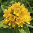Blütenfoto Lysimachia vulgaris