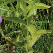 Blätterfoto Lysimachia vulgaris