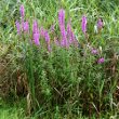 Habitusfoto Lythrum salicaria