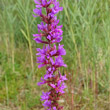 Blütenfoto Lythrum salicaria