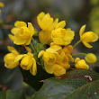 Blütenfoto Mahonia aquifolium