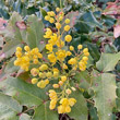 Blütenfoto Mahonia aquifolium