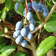 Fruchtfoto Mahonia aquifolium