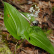 Blätterfoto Maianthemum bifolium