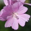 Portraitfoto Malva alcea