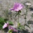 Habitusfoto Malva alcea