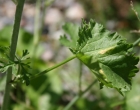 Blätterfoto Malva alcea