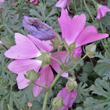 Foto Kelch Malva alcea