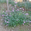 Habitusfoto Malva alcea