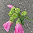 Fruchtfoto Malva alcea