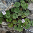 Habitusfoto Malva neglecta