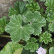 Blätterfoto Malva neglecta