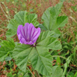 Blütenfoto Malva sylvestris