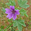 Portraitfoto Malva sylvestris