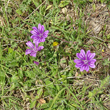 Habitusfoto Malva sylvestris