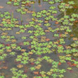 Portraitfoto Marsilea quadrifolia