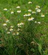 Habitusfoto Matricaria chamomilla