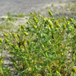 Habitusfoto Matricaria discoidea