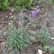 Habitusfoto Matthiola fruticulosa