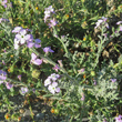 Habitusfoto Matthiola tricuspidata
