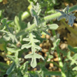 Blätterfoto Matthiola tricuspidata