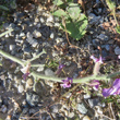 Stängel-/Stammfoto Matthiola tricuspidata
