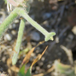 Fruchtfoto Matthiola tricuspidata
