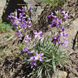 Habitusfoto Matthiola valesiaca