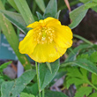 Blütenfoto Meconopsis cambrica