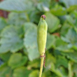Fruchtfoto Meconopsis cambrica