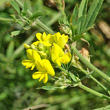 Portraitfoto Medicago falcata