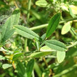 Blätterfoto Medicago falcata