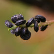 Fruchtfoto Medicago lupulina