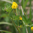 Blütenfoto Medicago lupulina