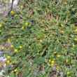 Habitusfoto Medicago lupulina