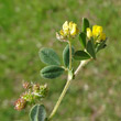 Portraitfoto Medicago minima