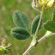 Blätterfoto Medicago minima